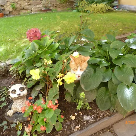 Im Vierseitenhof By Interhome